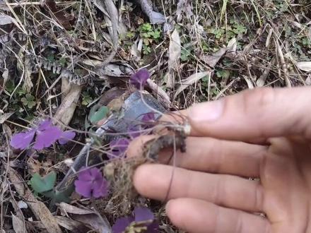 夏天无又叫夏无踪或者千年老鼠屎,学名紫背天葵