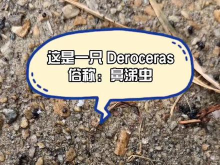 #昆虫 一个小科普,给鼻涕虫撒盐它会死掉