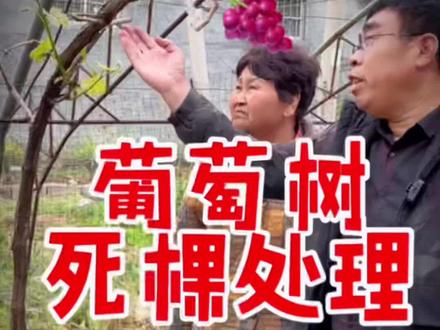 葡萄种植管理技术阳光玫瑰葡萄过冬突然死棵死枝死条原因处理补救办法#农业种植 #葡萄种植 #阳光玫瑰葡萄种植 #大棚葡萄种植 #葡萄病虫害 #新农人计划 @DOU+小助手