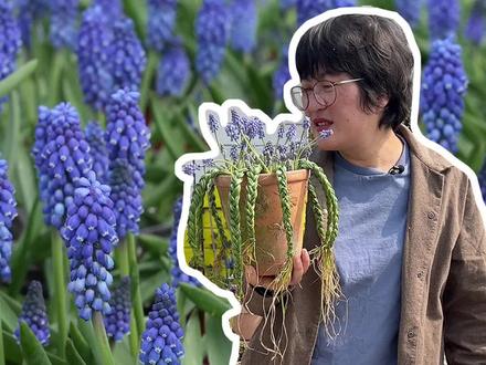 可以扎辫子的植物葡萄风信子,小巧可爱,造型百变易复花~#花卉绿植 #海蒂的花园 #爱生活爱养花 #葡萄风信子 #乡村守护人