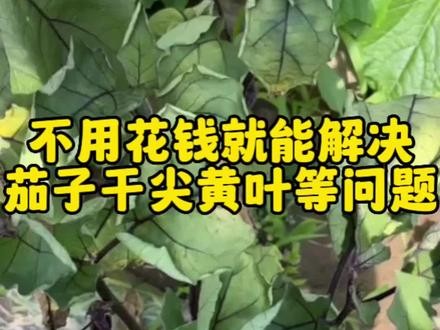 不用花钱就能解决茄子干尖黄叶等问题#茄子种植 #茄子种植管理技术 #茄子病害