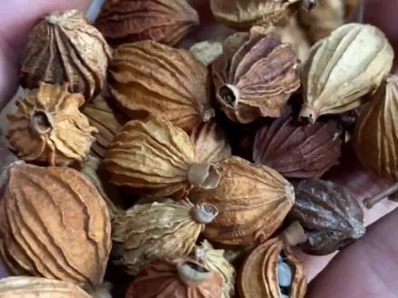 香砂仁在卤水中的作用#香料 #卤菜