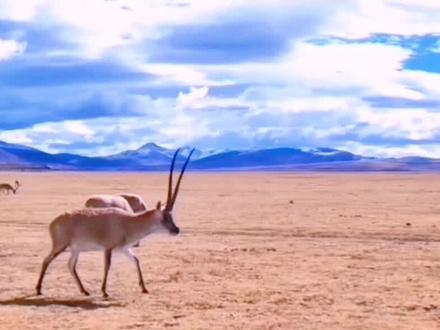 小学三年级艺术音乐上册《可可西里》合唱