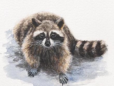 浣熊水彩绘画教程 #抖音美好微光集 #抖音插画大赛 #跟着抖音学画画 #抖音创作季 #一学就会系列 浣熊怎么画?简单的绘画教程来啦!试试看!评论区见!这个干脆面的代言熊,可是动物界的高智商代表之一,一个会开锁的家伙!🐾 小浣熊(浣熊)冷知识🦝:
1. “洗手狂魔”的真相
浣熊洗食物并非因为“爱干净”,而是它们的前爪触觉神经极其发达(水中能增强触觉),靠触摸辨别食物。没水时也会“干搓”哦!
2. 解锁大师
斯坦福实验发现,浣熊能快速打开复杂锁具,甚至记住解法长达2年!智商堪比灵长类,连科学家都惊叹。
3. 夜视“绿瞳杀手”
它们的眼睛有一层反光膜(照膜),夜间会反射绿光,但代价是天生近视(看不清远处)。
4. 没有指纹的“蒙面侠”
浣熊前爪光滑无指纹,却布满敏感触觉细胞,连盲文都能摸出来!
5. -30℃照样嗨
冬季代谢率飙升275%却不用冬眠,厚毛+脂肪层让它们在雪地撒欢如常。
6. 社恐?偶尔也扎堆
通常独居,但幼崽会组“幼儿园”玩耍,垃圾场觅食时还会临时“干饭群”。
7. 方言大师
能发出50+种声音:啾咪(幼崽卖萌)、嘶吼(打架)、尖叫(警报)…还会根据地区发展“方言”。
8. 入侵全球的吃货
原产北美,如今横扫欧洲和日本!德国“百万浣熊拆迁队”甚至啃穿古建筑。
9. 狗界克星
遇到犬类挑衅会躺地装死,趁狗靠近突然锁喉反杀!江湖人称“狗熊杀手”。
10. 长寿秘诀:远离人类
野外平均寿命仅2-3年(车祸、犬袭为主因),圈养可活20年,堪比宠物猫狗!
⚠️ 冷知识背后的小提醒
浣熊虽萌却是狂犬病高风险载体,遇野生浣熊请勿投喂或接触!城市中的“翻垃圾桶”行为实为栖息地被人类挤压的无奈之举。