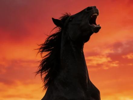 马年求福,正确打开方式 #马年生肖 #马年福气 #马年说马 #好运连连