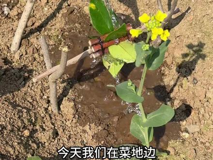 树叶水车|孩子亲手建造的灌溉系统💦
👉游戏准备
① 树枝
② 大片的结实树叶
③ 细绳/小皮筋
🙌🏻游戏过程
① 做水车:长树枝当轴,几根短树枝围起来捆紧,缝隙里插上树叶
② 搭支架:两根树枝交叉绑住,插进土里固定
🤔玩中学
🌊 物理启蒙:水往下流是重力,水冲风车转是动能转换
🏗️ 工程思维:怎么绑才结实?怎么架才稳?
✋ 精细动作:插叶片、绑绳子、调整角度,小手越练越灵巧
👏 最好的玩具不在商场里,在菜地边、在树枝上、在孩子自己让水转弯的那一刻。这个周末,带孩子去造一座会浇菜的小水车吧
#自然游戏 #自然教育 #户外亲子游戏 #自然美育 #亲子户外