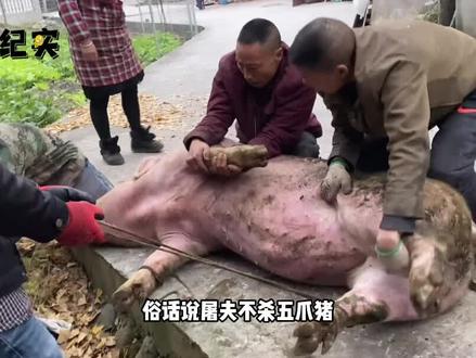 俗话说屠夫不杀五爪猪,是什么意思?真会遭报应吗?