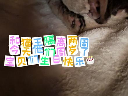 猫王隔离两周迎来猫生第一个生日 五个猫咪今天生日。大喜事。终于周岁,经历了艰难忙碌又幸福的照顾养护。逐个防疫绝育隔离。好容易健康完成。猫老大突然要外出自由,争斗之后我决定给他自由。状态刚好,自由外出。快乐自在。可是受伤导致散养结束,隔离治疗养护。今天生日,五只宝贝周岁快乐🎂💐祝愿所有生命健康快乐有尊严活着。#猫宝宝和猫妈妈 #小奶猫的成长日记 #狸花猫#我和我的猫#尊重生命关爱流浪动物