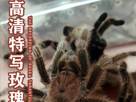 #神奇动物在抖音 #异宠 #蜘蛛 #火玫瑰蜘蛛 #爬宠 高清特写四对玫瑰捕鸟蛛配对过程。智利玫瑰捕鸟蛛介绍第二集。