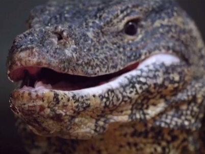 让泰国人闻风丧胆的下水道猛兽