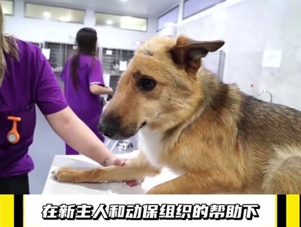 鱼没了头还能活,狗被削掉半个脑袋还坚持着,动物的生命力为什么那么强?#动物 #生命力顽强