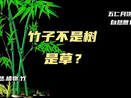 竹子不是树,是草? #竹子 #植物 #草本植物