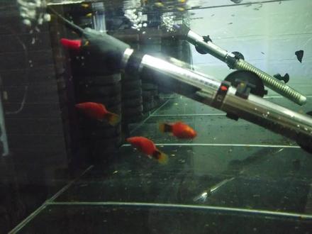 温差变化导致热带鱼得白点病,简单两步预防加治疗,满满的干货