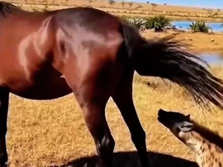 鬣狗偷袭马的后果#鬣狗 #马 #动物世界 #动物世界的战斗