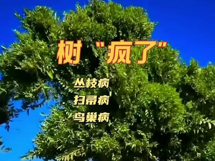 树“疯了”草“疯了” #植物百科 关于丛枝病的六个问题#病虫害防治#科普一下