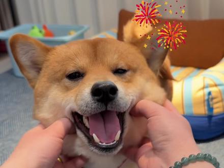 狗狗也要过新年呀#疯狂小狗 #萌宠好物 #宠物零食 #狗零食 #新年礼物