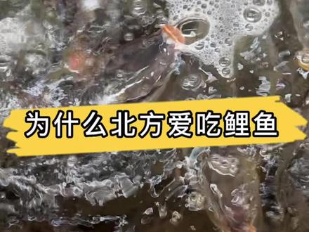 为什么南方不吃鲤鱼,北方爱吃鲤鱼?其中原因你知道吗?#水产养殖 #三农 #新农人计划2023 #养鱼人 #鲤鱼
