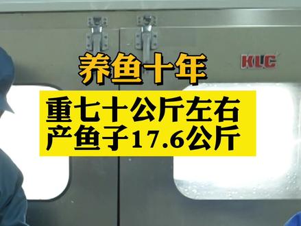 养鱼十年 重七十公斤左右 产鱼子17.6公斤 ! #鲟鱼 #鱼子酱 #主播说三农 #三农群英汇