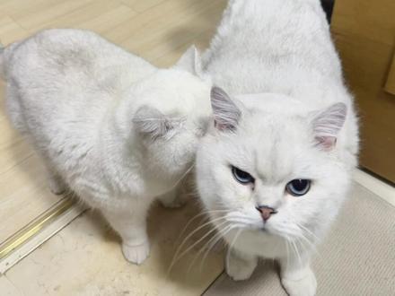 这位女士 你真的好聒噪~ #我并不知道您这是怎么了 #猫师傅 #宠物猫的迷惑行为 #猫咪日常千奇百怪 #抖音玩法合伙人计划