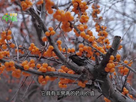 为什么现在人们越来越喜欢沙棘了呢? 为什么现在人们越来越喜欢沙棘了呢?