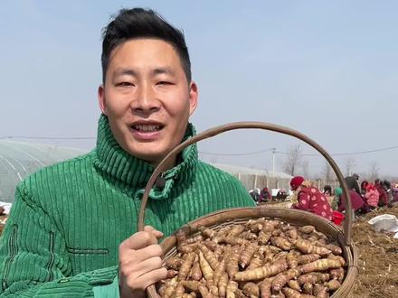 菊芋又名洋姜、鬼子姜,我们当地叫它胰岛果,它地下的块茎可以食用且口感特好,非常好吃,大家都是怎么吃的呢?#菊芋 #胰岛果 #洋姜 @抖音自然