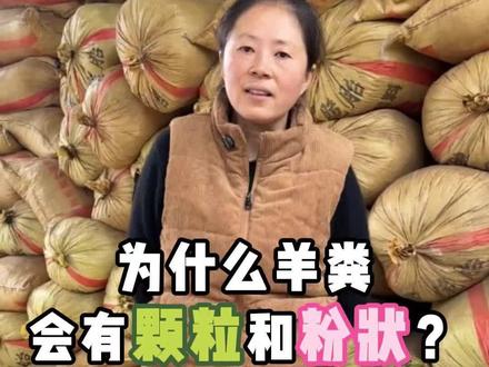 为什么羊粪会有颗粒和粉状呢?