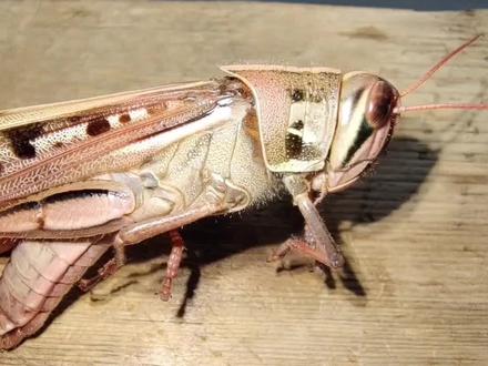 蚂蚱的“耳朵”在这里 #昆虫科普 #动物世界