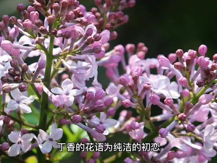 丁香花花语和寓意 #一花一草一世界