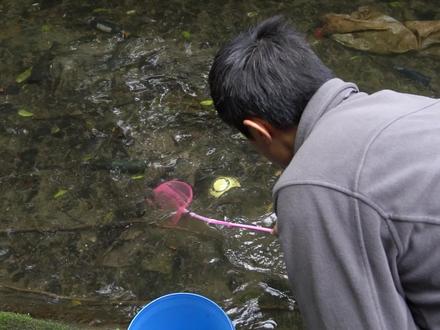 水中猛兽,水虿,你见过吗?#奇妙的动物 #昆虫 #昆虫世界 @DOU+小助手 @DOU+上热门