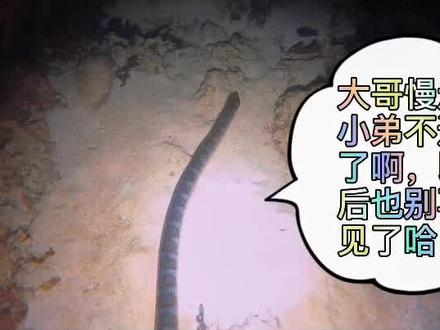 潜水时遇到大海中的街溜子该怎么办?岛主的错误示范需要引以为戒!#热门 #正能量 #搞笑视频 #赶海