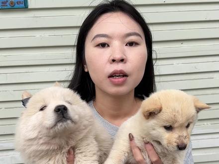 土松和土猎,别再搞混了!#白土松 #土松#土松犬