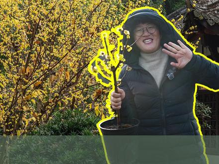 蜡梅“种小不种大”,长粗长高轻而易举 #腊梅 #蜡梅 #冬天开花的植物 #年宵花 #海蒂的花园 @抖音小助手