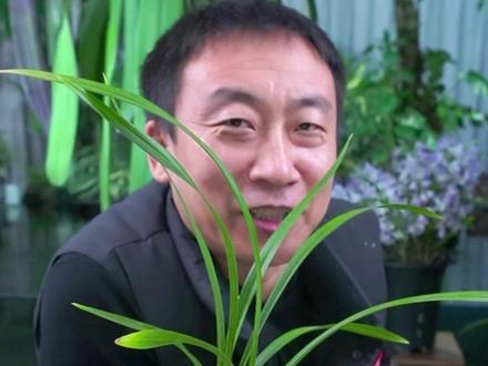 柔弱瓶苗大国魂后续 #零度生物科技 #花卉绿植 #养花无忧 #绿植 #鲜花