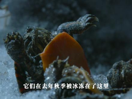零度之下的冰封重生。 北美锦龟与山石沙螽,虽分类、栖息地迥异,却经趋同演化形成共性抗冻策略:以抗冻物质调控冻结、抑制代谢、休眠越冬,是自然界跨物种生存适应的奇迹。#动物世界 #纪录片 #解说 #科普 #神奇的动物在抖音