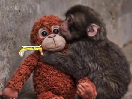 小猴子潘奇:那个抱着玩偶瑟瑟发抖的小身影,从孤独角落到温暖怀抱.....#Punch #猴子 #动物 #动物世界 #潘奇