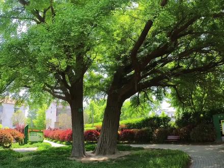 盐城滨海有对鸳鸯白果树,雌雄相依,已有260多年,曾是海岸航标