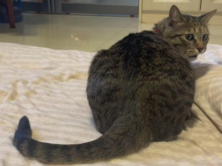 小猫咪的奇怪癖好,故意惹你从而能被打pp~#小猫咪能有什么坏心眼 #猫先动的手