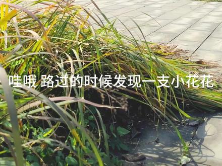 目测是一只肥嘟嘟的熊蜂🐻#涂鸦艺术 #手绘 #怪捣山猫