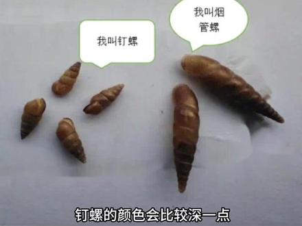 #1033现场直击 吓!一场雨后墙上“长”满“钉螺”?别急,听听疾控专家怎么说#直通1033 #绵阳 #本地新闻