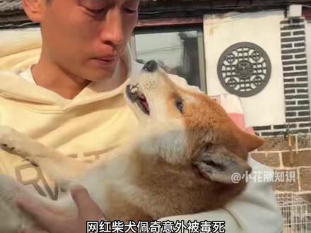 网红柴犬“佩奇”意外被毒死 #狗狗 #柴犬 #热点 #动物 #宠物