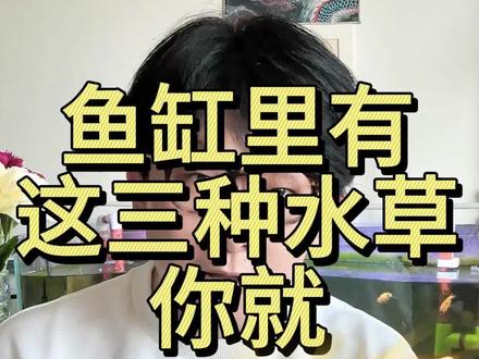 新手养鱼水草推荐#新手养鱼 #新手水草缸 #养生