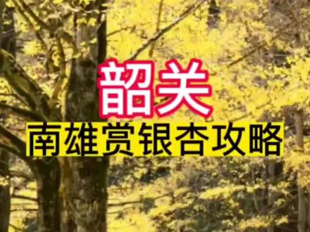 韶关南雄赏银杏的最全攻略来啦,快收藏吧!#千年银杏古树 #韶关南雄帽子峰银杏 #韶关新旅游