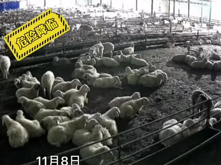 领头羊的重要性!#暴雪 #动物的迷惑行为 #领头羊