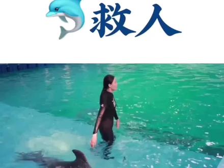 本来只是想闹着玩,没想到这崽子真的来救我了#乐岛海洋王国 #海豚 #感人