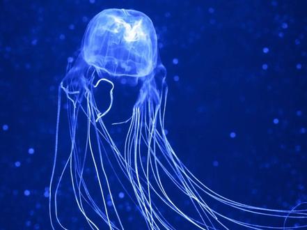 教育代表人物--布鲁姆