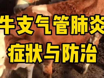 支气管肺炎,一定要及时治疗#养殖 #肺炎#牛@DOU+小助手 @抖音小助手