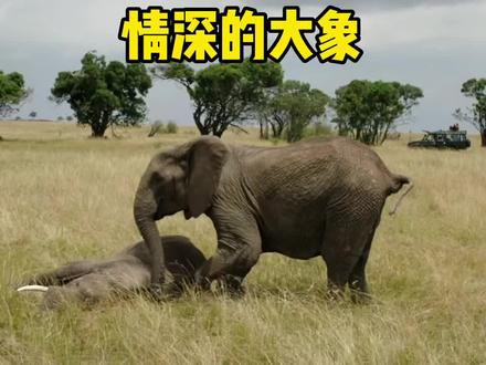 情深的母象,团结的大象,令人感动不已#万物皆有灵性 #动物世界 #神奇动物在抖音 #野生动物零距离 #动物救助