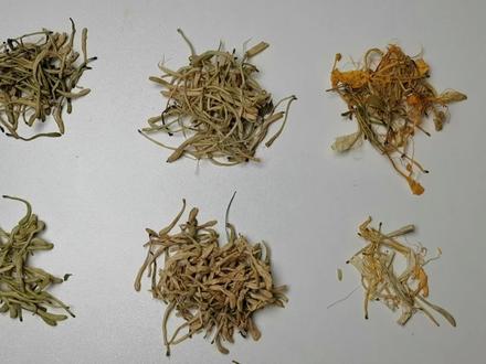 揭秘系列——金银花和山银花:大剧!金银花与山银花的恩怨情仇#中药 #中药鉴别 #金银花 #山银花