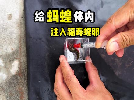 把福寿#螺卵注入蚂蟥体内,蚂蟥能活下去吗#蚂蟥 #水蛭