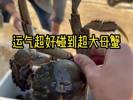 今天抓到了一只八两八的超级大母蟹,太肥了#大闸蟹养殖 #秋后的大闸蟹顶盖肥 #精品大闸蟹 #大闸蟹